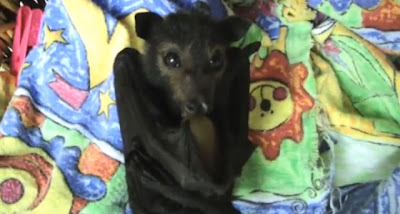Blankets And Baby Bats Seen On www.coolpicturegallery.us
