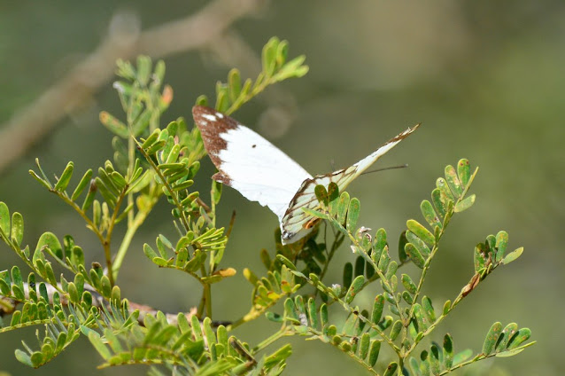 Belenois creona