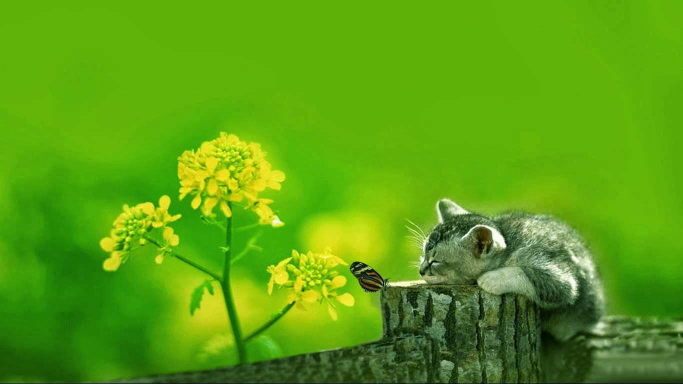 Wallpaper Kucing Lucu Siaran Dunia