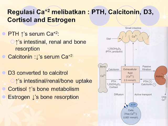 Refulasi Ca +2 melibatkan : PTH, Calcitonin, D3, Cortisol and Estrogen