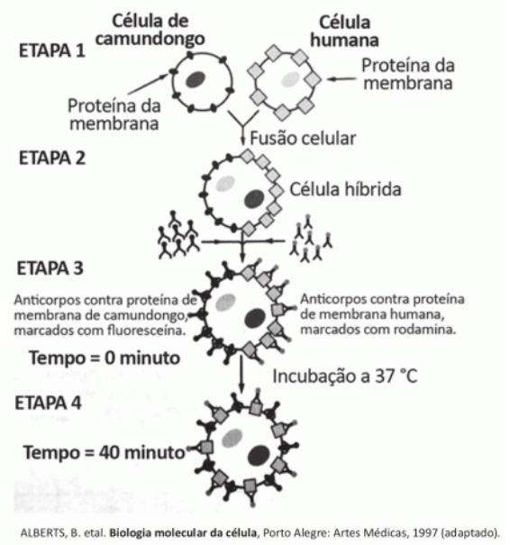 enem-2017-questao-135