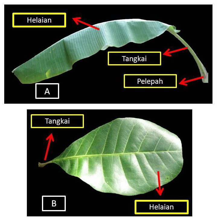 KLASIFIKASI TUMBUHAN BERBIJI Daun