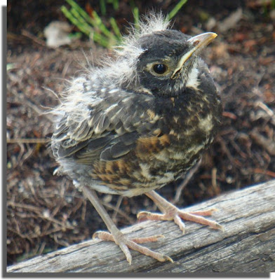 The Fledgling