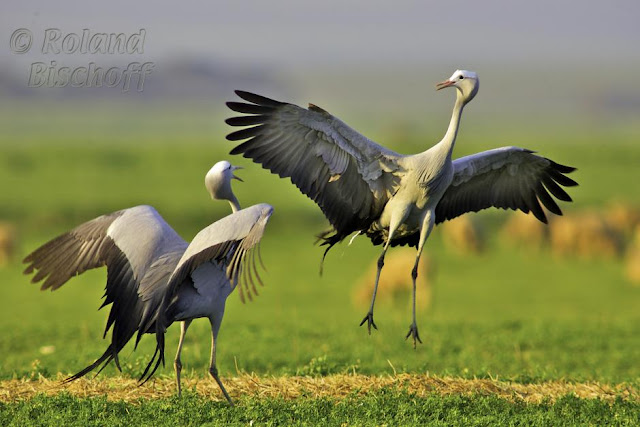 Crane wallpaper,crane images,crane photo,cute crane,beautiful crane,cranes,the crane,the cranes,crane birds,crane,birds,birds picture,about birds,birds images birds photo,birds picture,flying crane,animation crane,crane stand green grass,