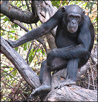 Chimpanzee