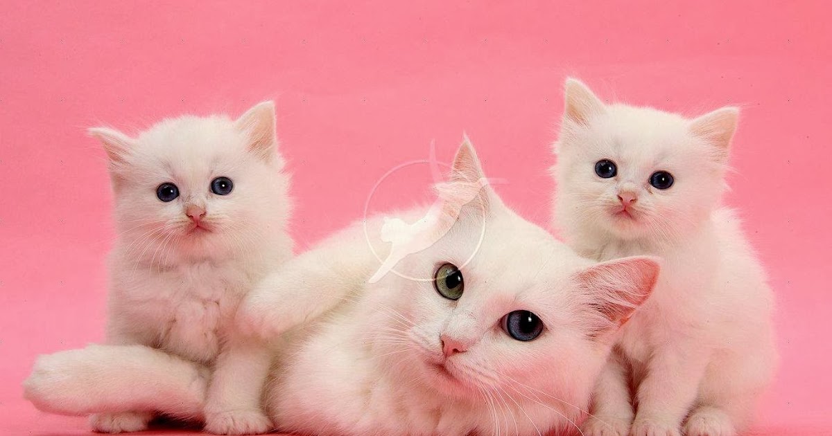 Pink Gambar Kartun Kucing Lucu Untuk Wallpaper Hp  