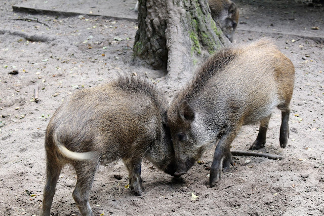 Erfahrung Tierpark Kunsterspring bei Neuruppin