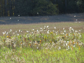 milkweed fluff