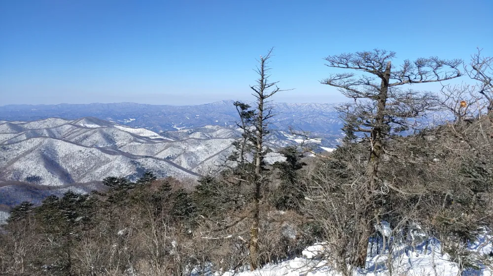 ▲ 강원도 평창군 대관령 발왕산 생태 숲