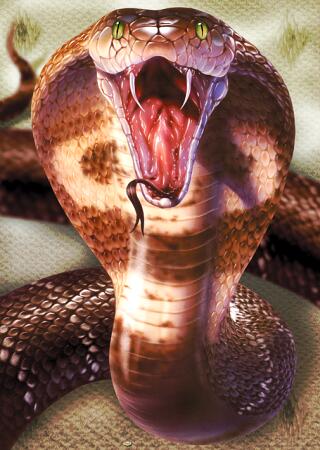 King Cobra Snake ~ WALLPAPERS