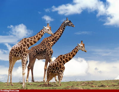 Pictures of Giraffes - Giraffe Wallpapers