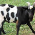 Zimbabwe Schools Accept Goats For Tuition Fees