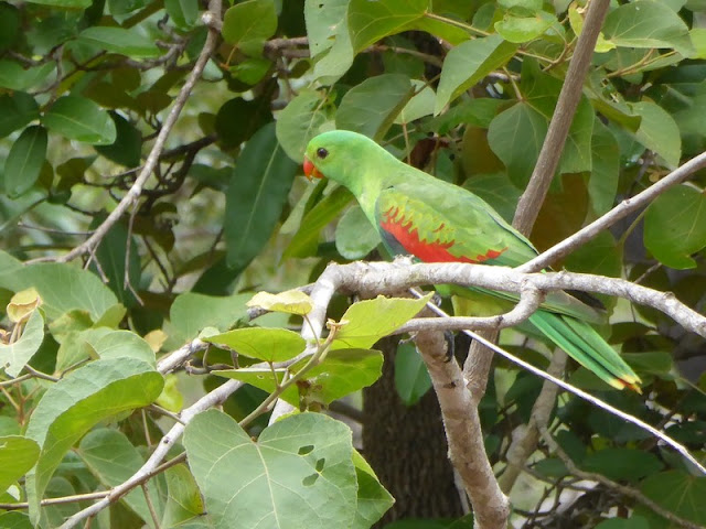 Papagayo alirojo hembra en las inmediaciones de la cascada Tolmer