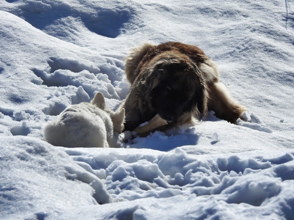 hvit gjeterhund leonberger