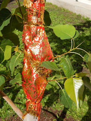 yogini yakshini dea madre alberi sacro "LA VESTIZIONE DELL'ALBERO" LA DEA E L'ALBERO SACRO RITUAL PERFORMANCE CONCEPT: Associazione Culturale Orchestès  di Marialuisa Sales Associazione Respiro Verde Legalberi  Il giorno 8 ottobre 2016 alle ore 11.00 le associazioni culturali Respiro Verde Legalberi e Orchestés vi invitano alla cerimonia della ‘vestizione dell’albero’ che si svolgerà a Roma presso il giardino del mercato Esquilino, in via Principe Amedeo n. 184.   Nella Tradizione Hindu il culto dell'albero sacro assume particolare rilievo sia nei templi che nella devozione rurale. Anticamente abitati da Yakshini - le ninfe - gli alberi vengono sovente individuati, in alcune regioni, come ierofanie stesse della Grande Dea e quindi oggetto di particolare devozione e rispetto. La cerimonia della vestizione appartiene dunque a questa Tradizione: l'albero viene togato, spesso di rosso, e vestito come si usa fare anche con le statue rituali. Esso diviene quindi vera e propria manifestazione della divinità e axis mundi a cui portare dovuta riverenza e rispetto. L’albero in questione è un Ficus religiosa o Peepal donato alla città di Roma dall’associazione Bhagavat Atheneum il 23 ottobre del 2014 e proviene da Vrindavana (Uttar Pradesh) in India. Il Peepal è anche conosciuto come albero dell’illuminazione o meglio Albero della Bodhi sotto al quale il principe Siddharta Gautama, lasciati tutti i suoi averi, raggiunse il Nirvana divenendo il Buddha. “Di tutti gli alberi sono l’albero Ashvattha” così lo definisce Krishna nella Bhagavat Gita; il Peepal è anche simbolo della Trimurti in quanto le radici sono Brahma, il tronco Vishnu e le foglie Shiva. Il Ficus religiosa è una specie di baniano originario dell’India, della Cina sud occidentale e in parte dell’Indocina. Albero semi-sempreverde le cui foglie cadono nella stagione asciutta, può raggiungere i 30 metri di altezza e vivere anche più di mille anni.  CONCEPT: Associazione Culturale Orchestès di Marialuisa Sales Associazione Respiro Verde Legalberi