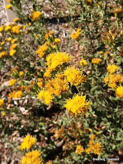 Isocoma menziesii (Coast Golden Bush, Menzie's Goldenbush)