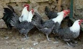 jenis-jenis ayam arab dan kelebihan serta kekurangan beternak ayam arab.