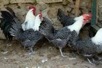 jenis-jenis ayam arab dan ayam pedaging (broiller) dan kelebihan atau keunggulannya