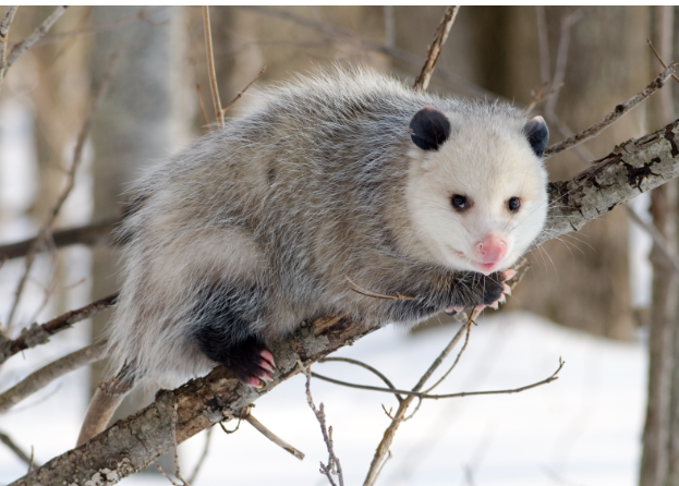 A Virginia opossum in a tree