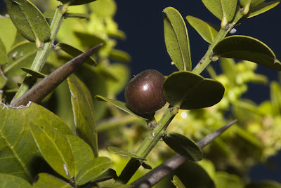 arboles nativos de argentina Coronillo Scutia buxifolia