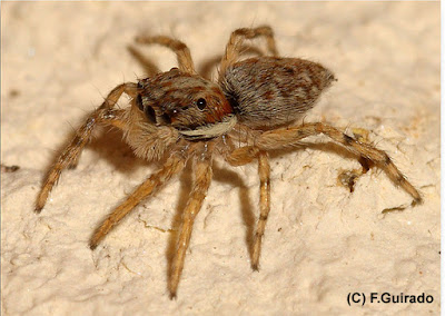 Araña saltarina (Menemerus semilimbatus)