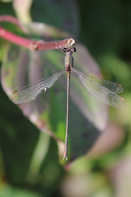 Houtpantserjuffer - Houthynderke - Chalcolestes viridis