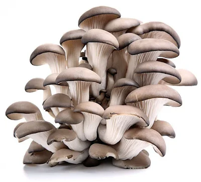 How do I get an agricultural loan to cultivate mushrooms?