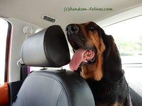 bloodhound transport picture in the VW Beetle