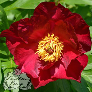 Intersectional Peony 'Scarlet Heaven'