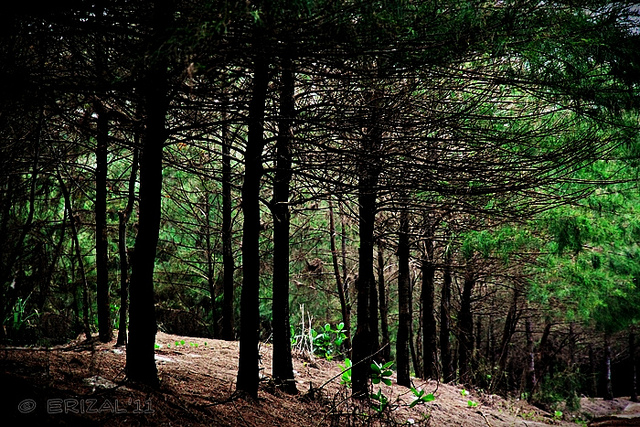 Hutan Pinus