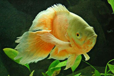 Harga Ikan Oscar Albino Slayer