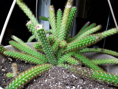 Disocactus flagelliformis care and culture