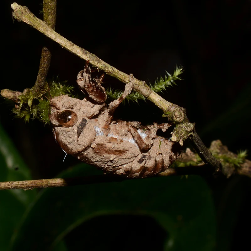 A cicada climbing to a suitable vantage point to transform into an adult