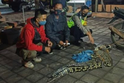 Warga Sedati Sidoarjo, Digemparkan Munculnya Buaya 2 Meter