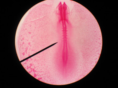 Embryonic clocks support a creation science model for biological engineering and show that our Creator knew what he was doing.