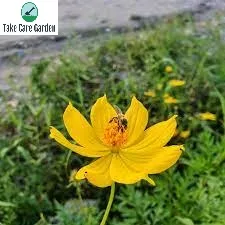 Picão Bidens sulphurea: A Natural Remedy for Inflammation and Pain