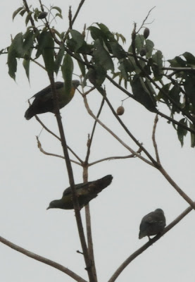 Little Green-pigeon (Treron olax)