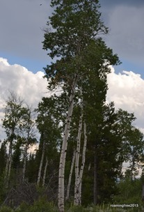 Birch Trees