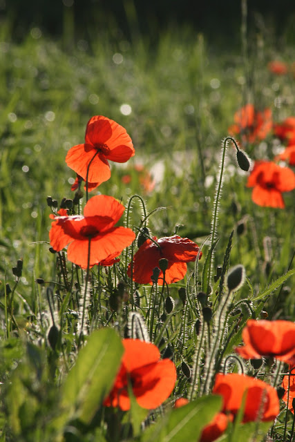 Poppies In Sunshine by Sophie Duncan