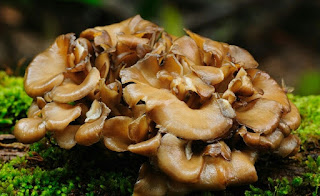 maitake