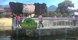 area pancing buaya