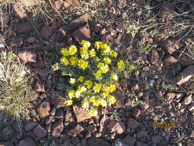 Lesquerella fendleri 