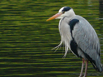 Grey Heron, Greenbank Park