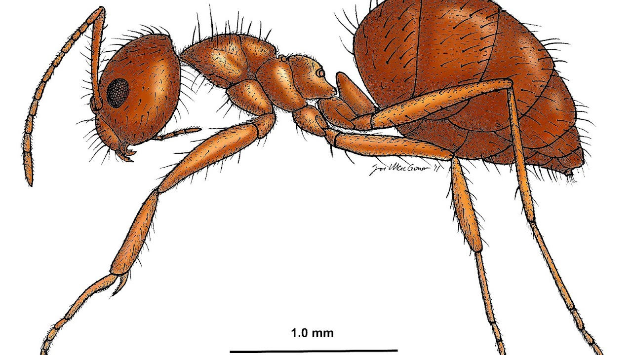 Invasive Species Fire Ants