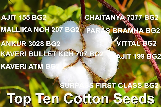 टॉप  दहा कापूस बियाणे/ Top ten cotton seed