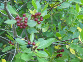 Aladierno Rhamnus alaternus L