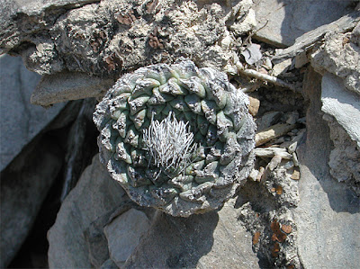 Strombocactus disciformis, near Vizarrón, Querétaro, México