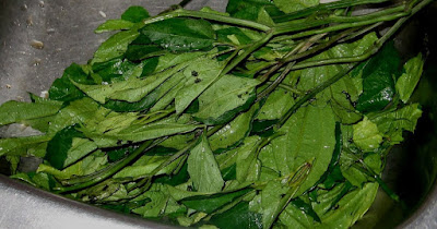 Ugu (Pumkpin Leaves) – Natural Blood Tonic