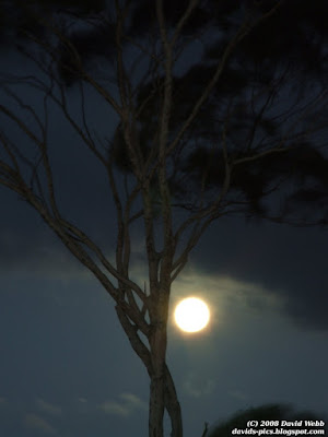 Full moon glowing behind a tree (eucalyptus / gum tree)