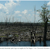 Incêndios florestais têm promovido a expansão das savanas no coração da Amazônia, indica estudo